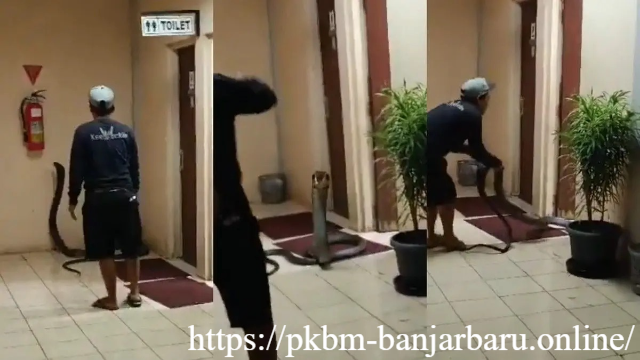 King Cobra 4 Meter Masuk Kantor BRIN di Tangsel